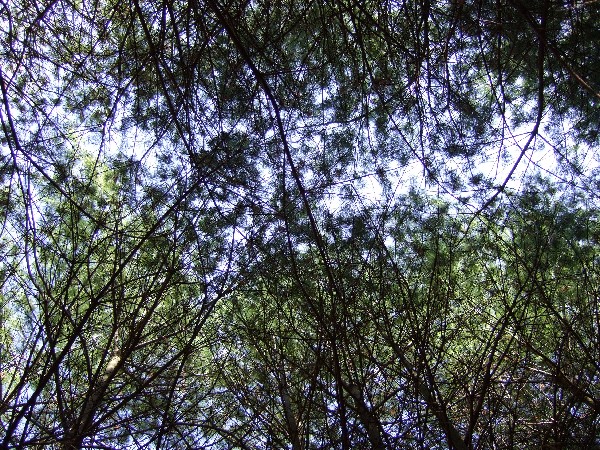 Click to view picture details [9625]