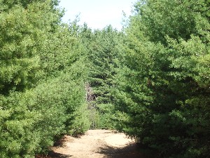 Click to view picture details [9631]