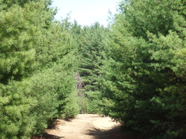 Click to view picture details [9631]