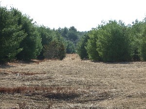 Click to view picture details [9632]