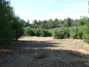 Click to view picture details [9633]