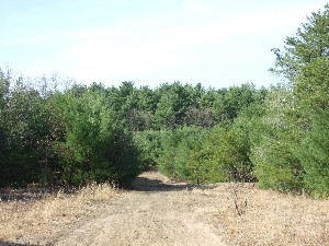 Click to view picture details [9634]