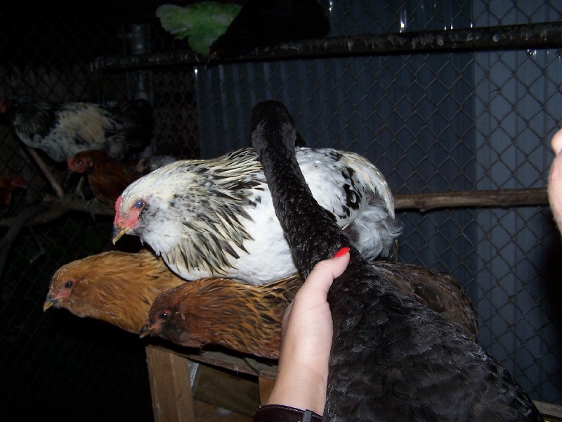 Click to view full-size image