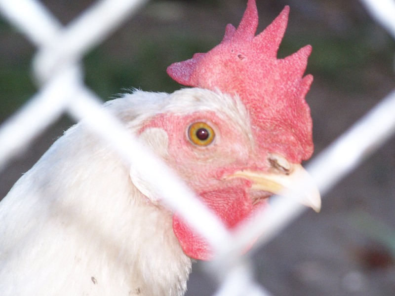 Click to view full-size image