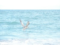 Click to View this Album