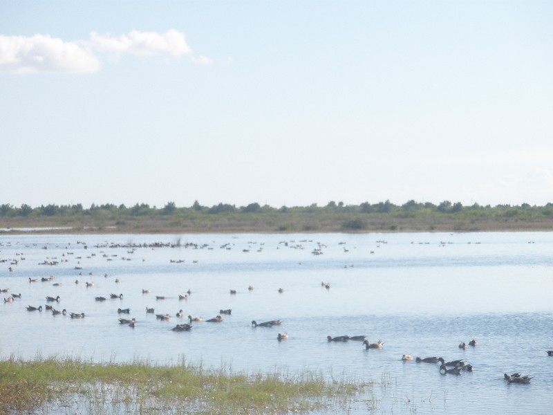 Click to view full-size image