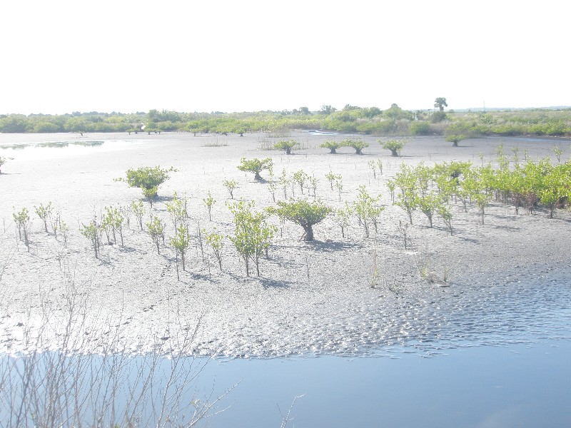 Click to view full-size image