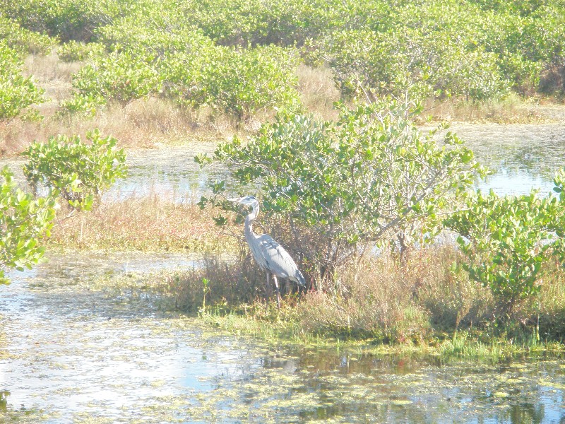 Click to view full-size image