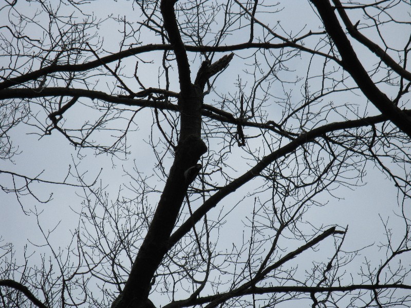 Click to view full-size image