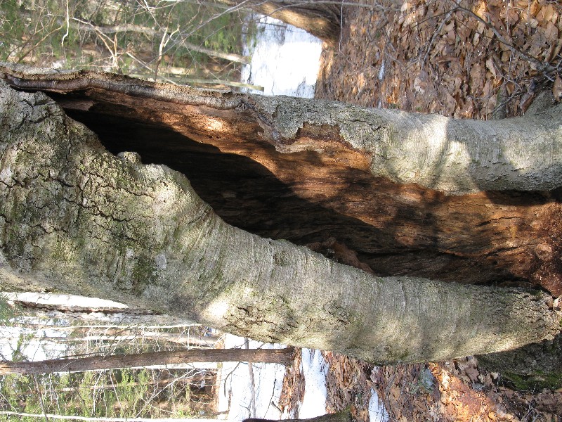 Click to view full-size image