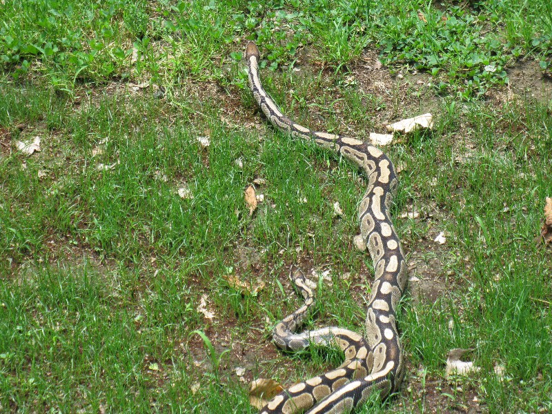 Click to view full-size image