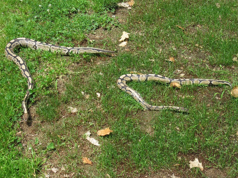 Click to view full-size image