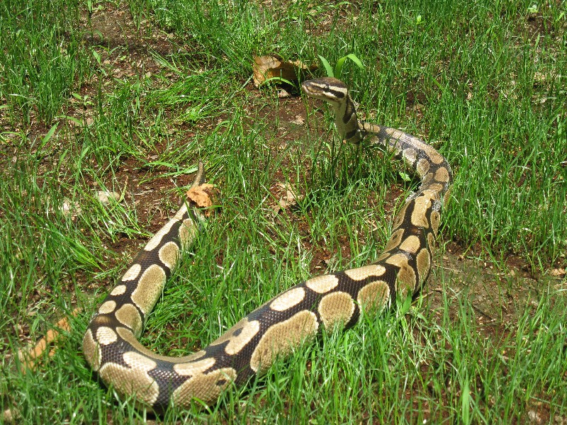 Click to view full-size image