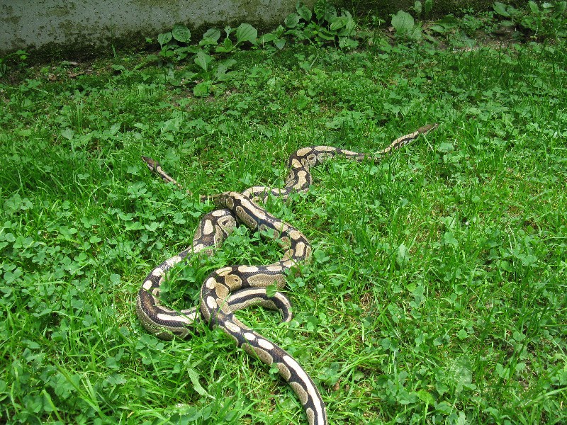 Click to view full-size image