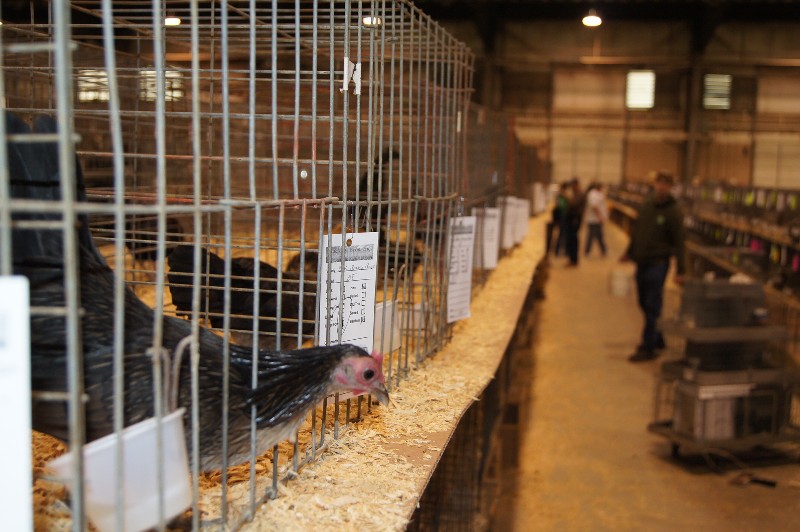 Click to view full-size image