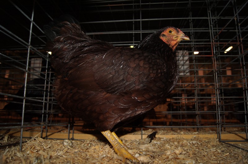 Click to view full-size image