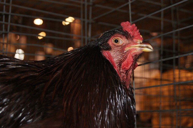 Click to view full-size image