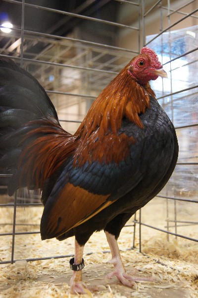 Click to view full-size image