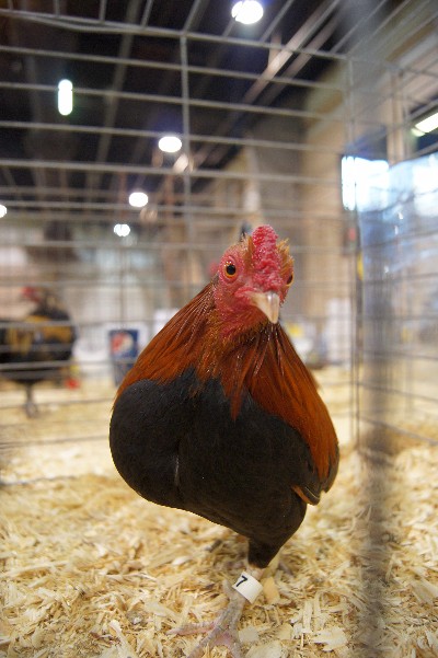 Click to view full-size image