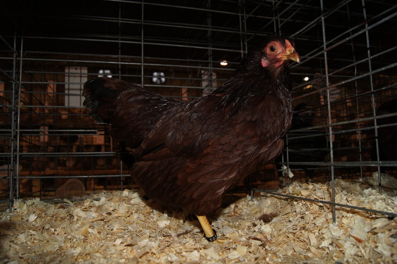 Click to view full-size image