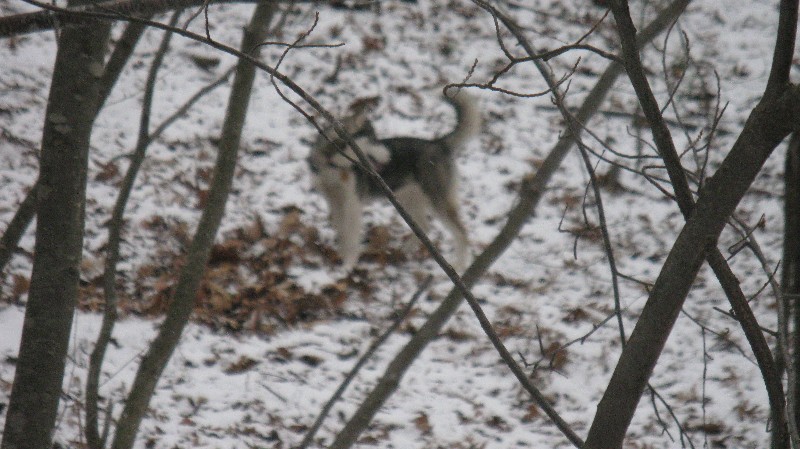 Click to view full-size image