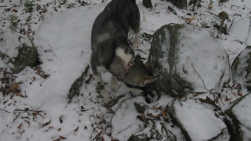 Click to view full-size image