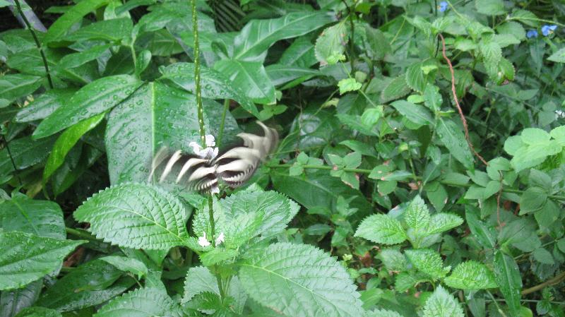 Click to view full-size image