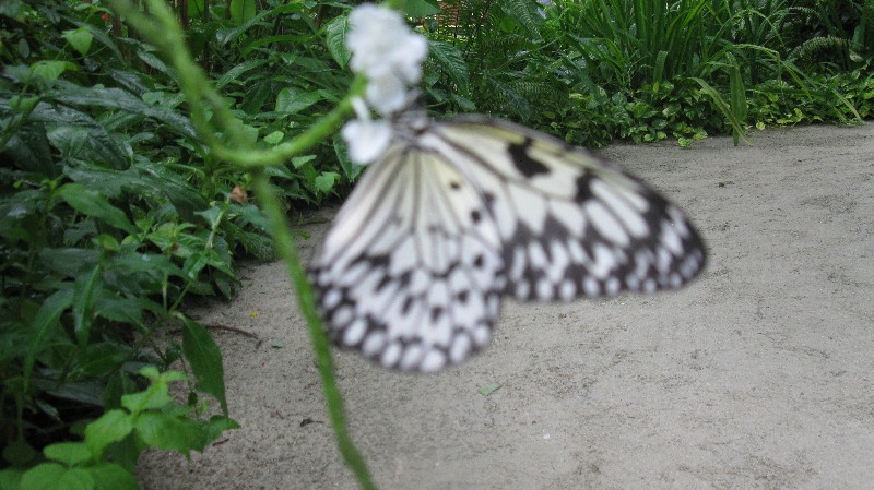 Click to view full-size image