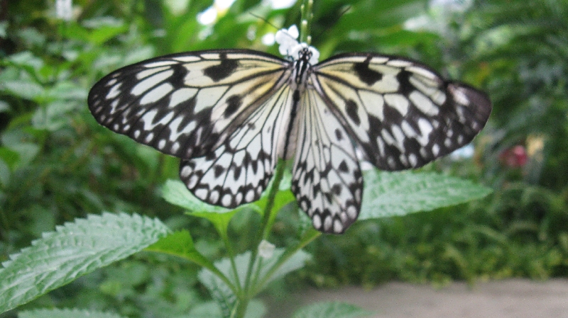 Click to view full-size image