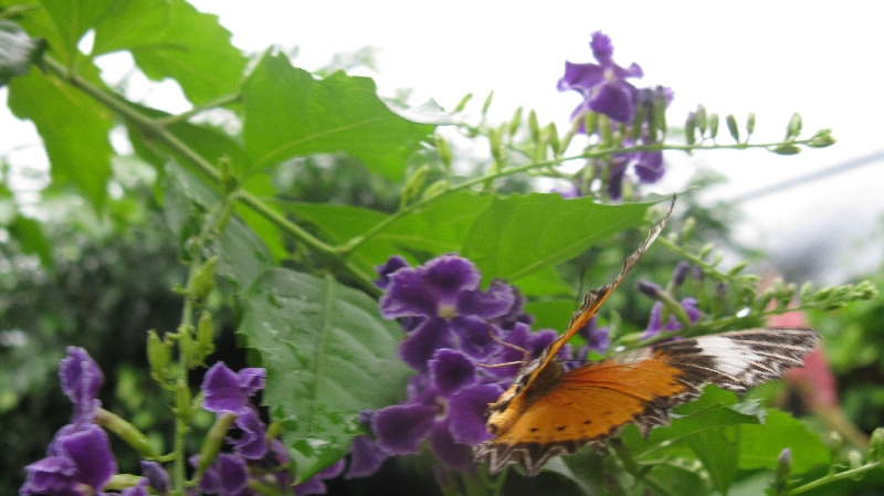 Click to view full-size image