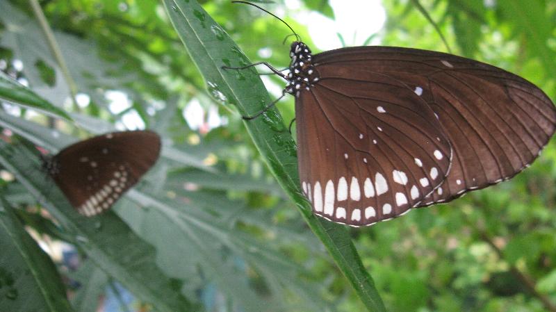 Click to view full-size image