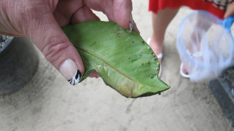 Click to view full-size image