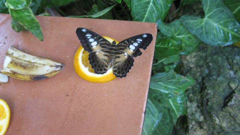 Click to view full-size image