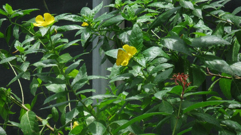 Click to view full-size image