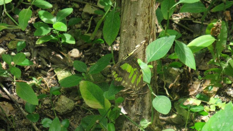 Click to view full-size image