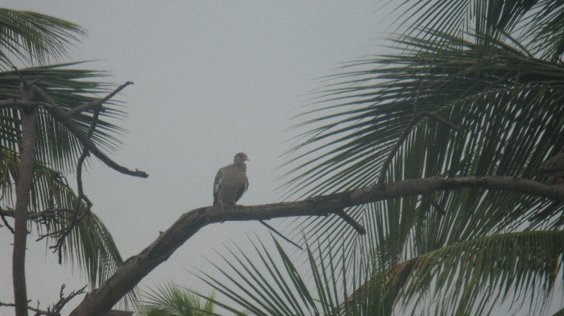 Click to view full-size image