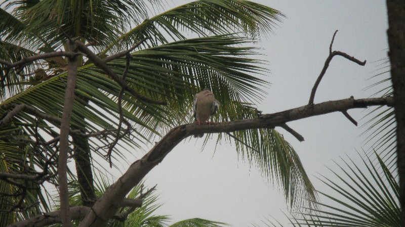 Click to view full-size image