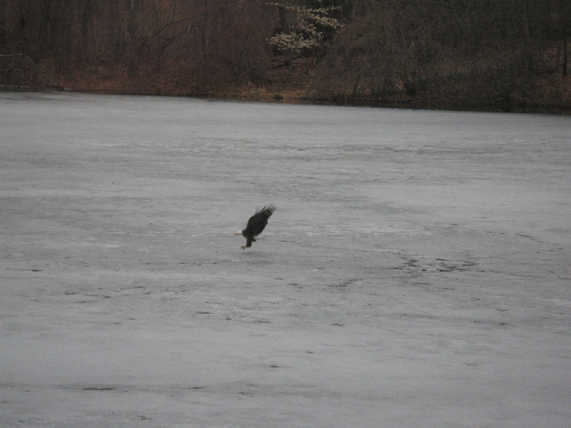 Click to view full-size image