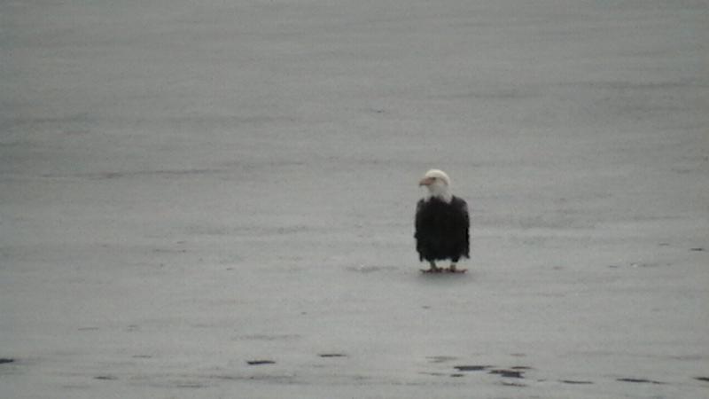 Click to view full-size image