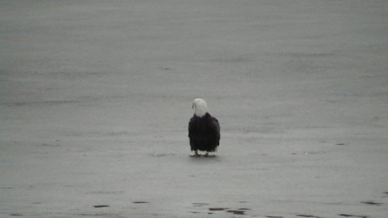 Click to view full-size image