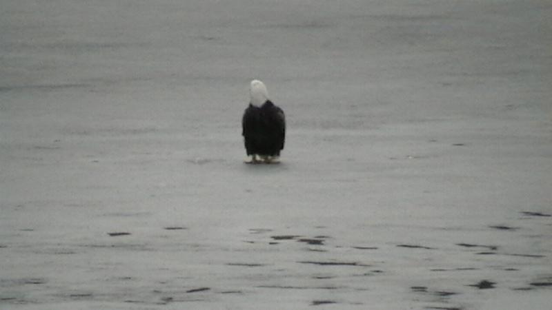 Click to view full-size image