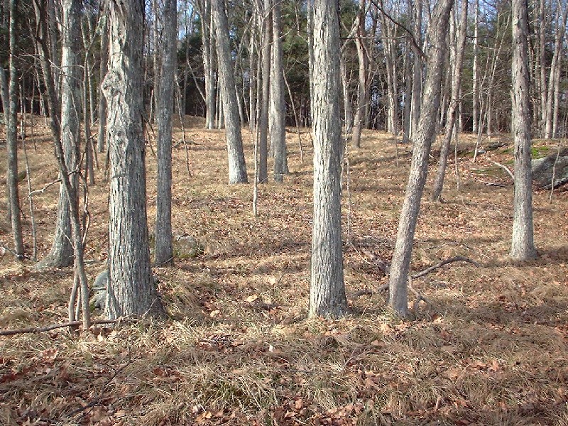 Click to view full-size image