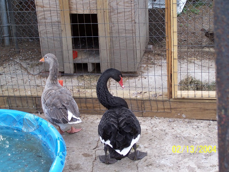 Click to view full-size image