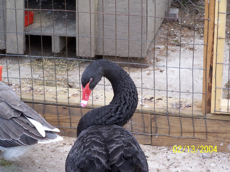 Click to view full-size image