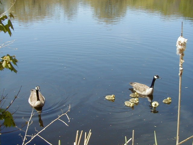 Click to view full-size image