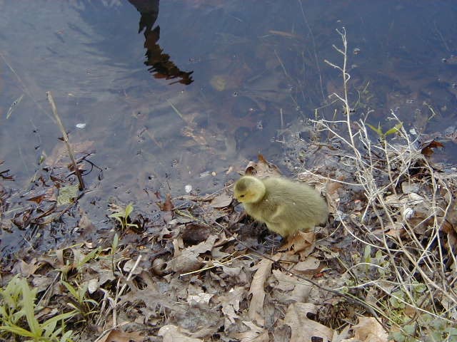 Click to view full-size image