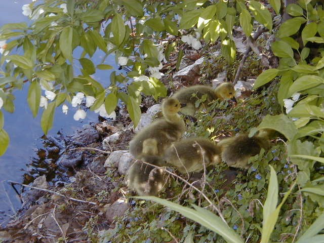 Click to view full-size image