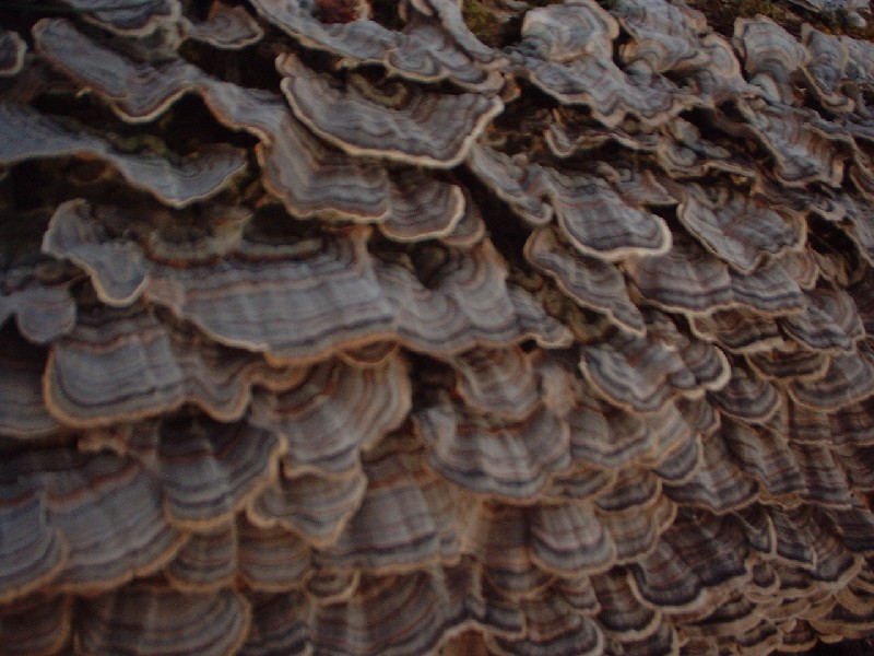 Click to view full-size image