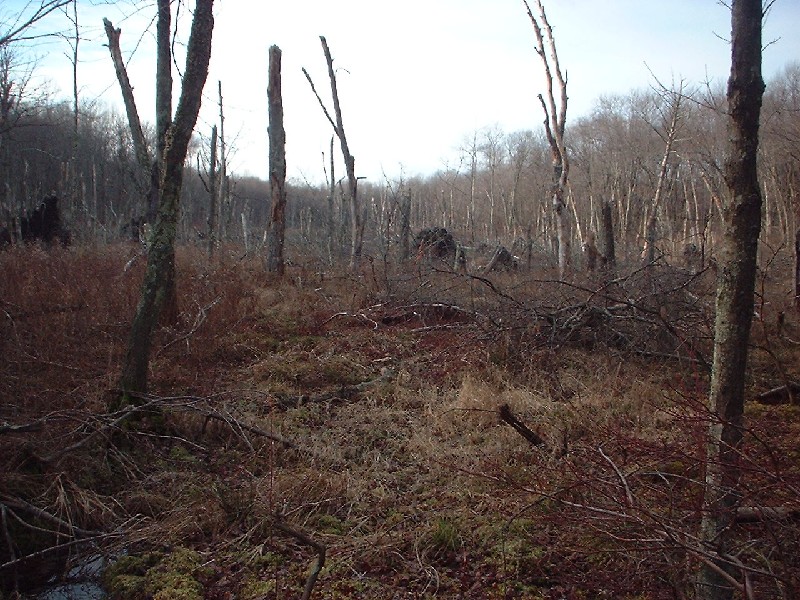 Click to view full-size image