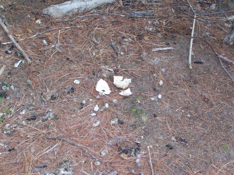 Click to view full-size image